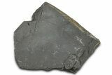 Ordovician Brittle Star (Ophiura) - Morocco #365271-1